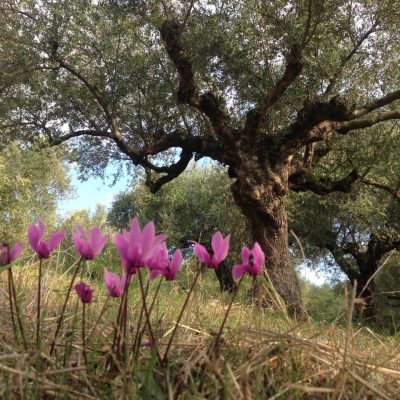 Rewilding flowers olive grove